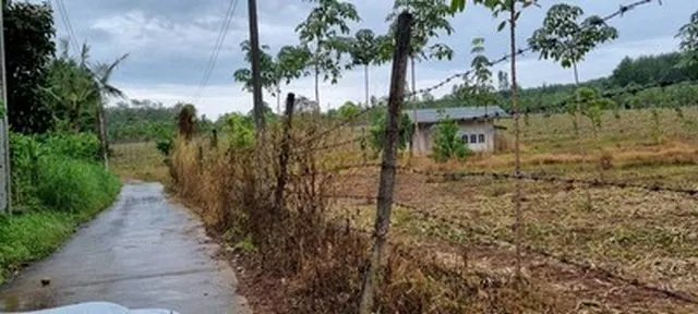 ขายด่วน สวนยาง อำเภอเมืองตราด ยางอายุ 4 ปี ราคาคุ้มแน่นอน
