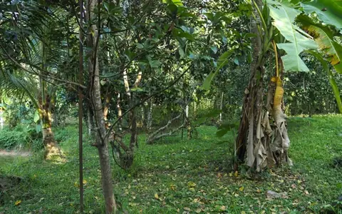 ขายที่ดินแปลงสวย ติดลำห้วย น้ำไหลรินๆ ตลอดปี ท่ามกลางธรรมชาติที่สงบ