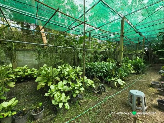 ขายบ้านสวน 2 ชั้นสุดสวย ใกล้สี่แยกจปร. ต.พรหมณี อ.เมืองนครนายก บ้านสวยสภาพดี อยู่ในแหล่งชุมชน พร้อมหิ้วกระเป๋าเข้าอยู่ได้เลย