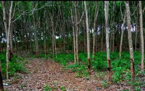 ขายด่วนที่ดิน พร้อมสวนยาง ทำเลทอง  อ.โป่งน้ำร้อน จ.จันทบุรี