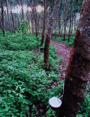 ขายด่วนที่ดิน พร้อมสวนยาง ทำเลทอง  อ.โป่งน้ำร้อน จ.จันทบุรี