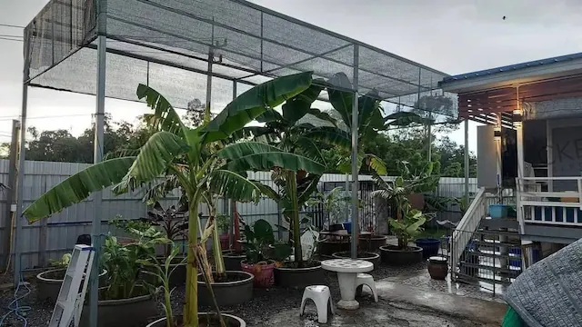 ขาย บ้านพร้อมพื้นที่สวนขนาดใหญ่ มีโรงเรือนปลูกต้นไม้ขนาดใหญ่ บรรยากาศดี พร้อมเฟอร์นิเจอร์
