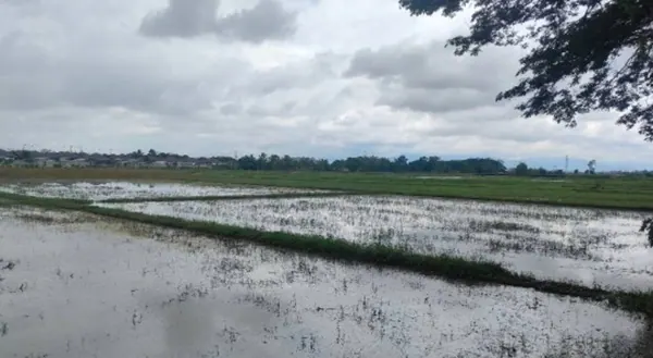 ขายที่ดิน 54 ไร่ ติดทางหลวงแผ่นดิน อำเภอเวียงชัย จังหวัดเชียงราย