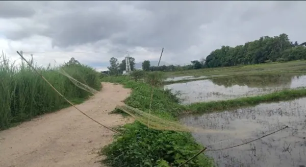 ขายที่ดิน 54 ไร่ ติดทางหลวงแผ่นดิน อำเภอเวียงชัย จังหวัดเชียงราย