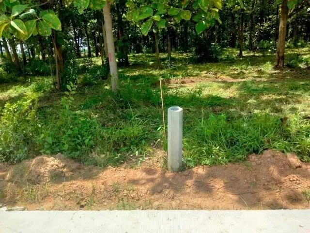 ขายที่ดิน 12 ไร่ แบ่งขายพร้อมต้นสักอายุ 15 ปี  อ.พิชัย  จ.อุตรดิตถ์