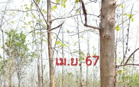 ขายที่ดิน(โฉนดครุฑแดง น.ส.4 จ.) พร้อมต้นสักทองเต็มพื้นที่  6 ไร่ 1 งาน 86.3 ตารางวา จังหวัดแพร่