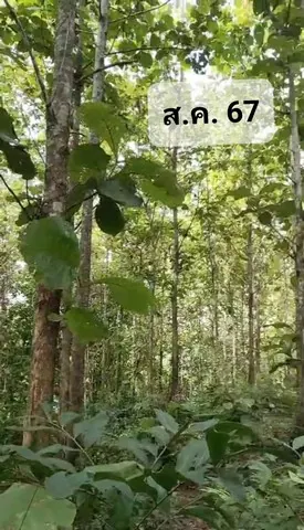 ขายที่ดิน(โฉนดครุฑแดง น.ส.4 จ.) พร้อมต้นสักทองเต็มพื้นที่  6 ไร่ 1 งาน 86.3 ตารางวา จังหวัดแพร่