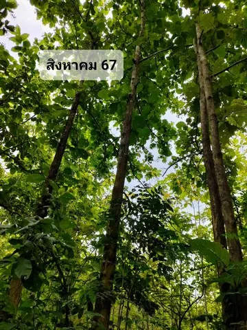 ขายที่ดิน(โฉนดครุฑแดง น.ส.4 จ.) พร้อมต้นสักทองเต็มพื้นที่  6 ไร่ 1 งาน 86.3 ตารางวา จังหวัดแพร่