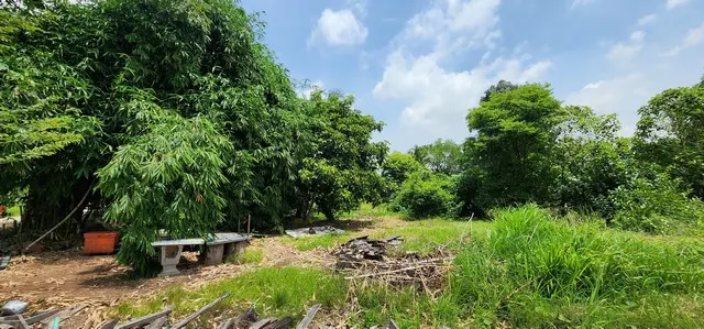 ขายที่ดินคลอง 12 หนองเสือ 217.6 ตร.ว. ราคา 1.1 ล้านบาท