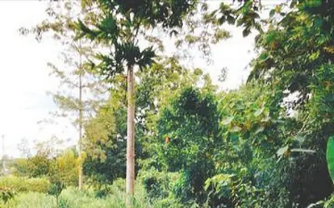 สรรหาที่แปลงสวยวิวทำเลดีขายเช่า ที่ดิน ที่ดินติดลำธารน้ำใสไหลริน ชุ่มฉ่ำตลอดปี สวยวิวล้าน 800000บาท 3-0-35ไร่ อำเภอสันติสุข น่าน