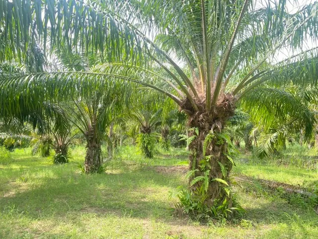 Land for sale in Thap Tai, Hua Hin, 24 rai 1 ngan 73 sq.wah, THB 39.092 million