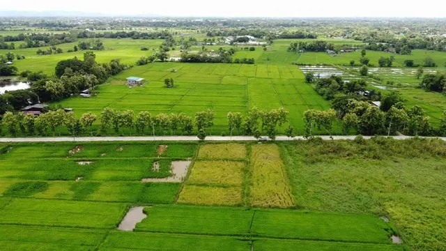 ขายที่นาติดถนนคอนกรีตวิวสวยใกล้เทศบาลแม่ปูคา สันกำแพง เชียงใหม่