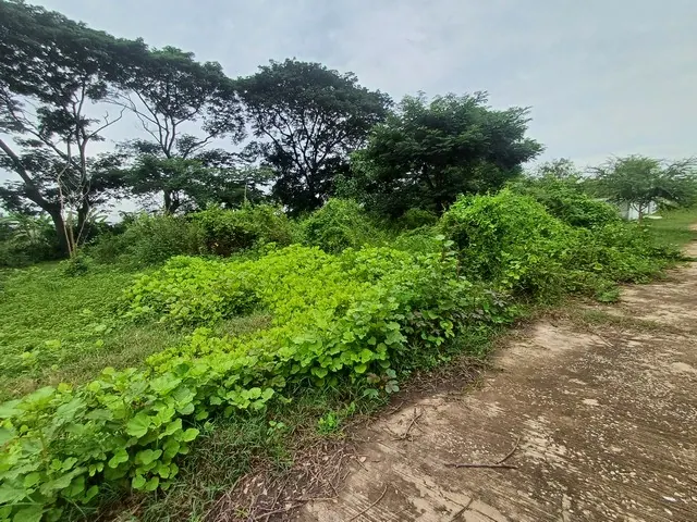 ขายด่วน ที่ดินถมแล้ว ขนาด 65 ตร.ว. ถ.มาลัยแมน ต.สระสี่มุม อ.กำแพงแสน จ.นครปฐม