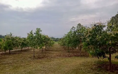 ขายที่ดิน สวนมะม่วง ลำพูน เนื้อที่ 16-0-34 ไร่ ต.เหล่ายาว อ.บ้านโฮ่ง จ.ลำพูน
