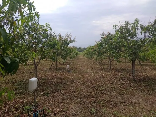 ขายที่ดิน สวนมะม่วง ลำพูน เนื้อที่ 16-0-34 ไร่ ต.เหล่ายาว อ.บ้านโฮ่ง จ.ลำพูน